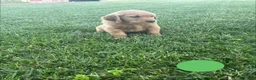 Golden Retriever dogs for sale: Chase - Ad 4