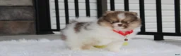 Pomeranian dogs for sale: Bentley AKC - Ad 24