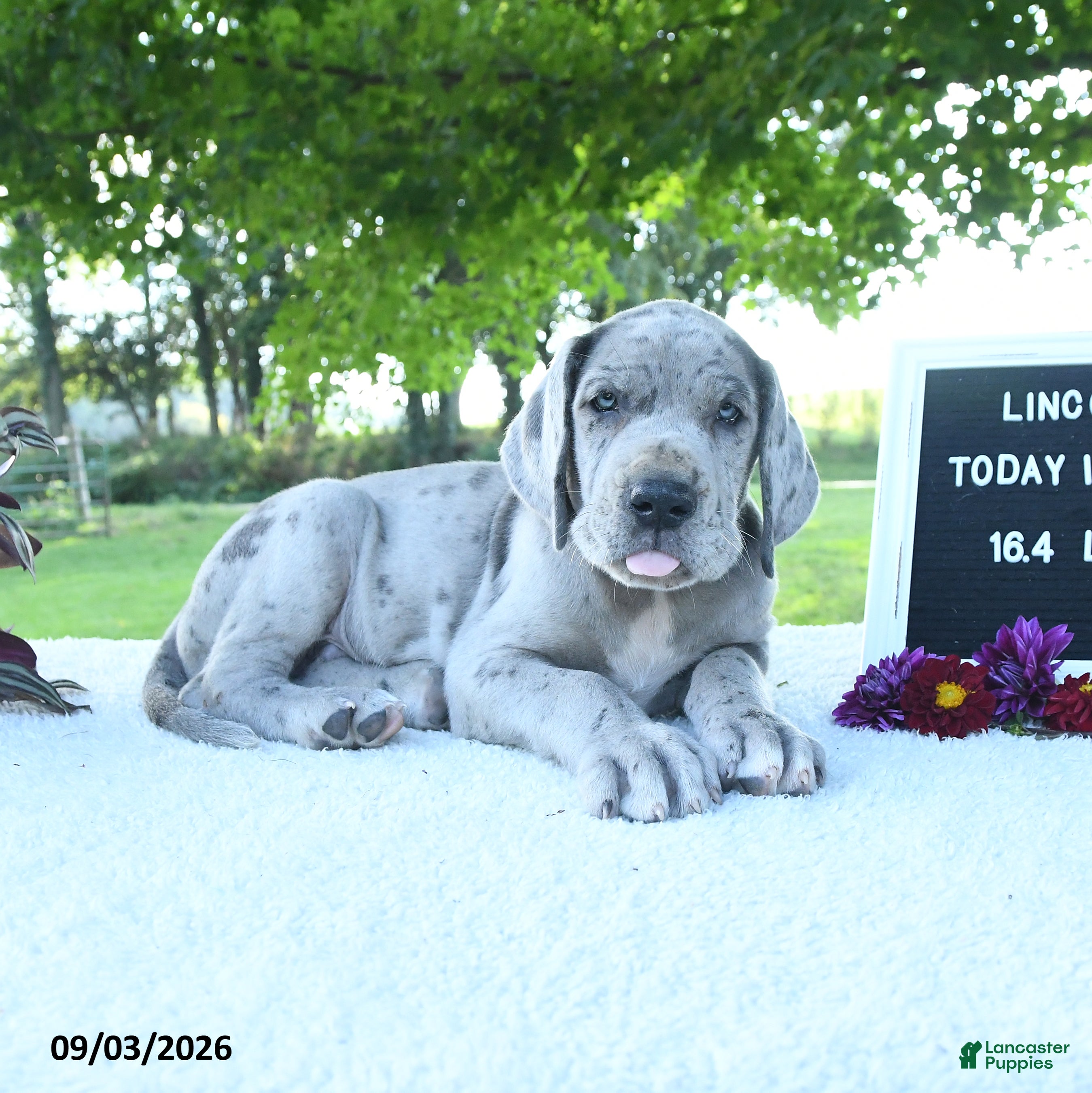Great Dane dogs Lincoln - Ad 1
