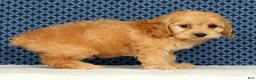Cockapoo dogs for sale: Millie - Ad 6