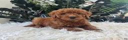 Mini Goldendoodle dogs for sale: Azalea - Ad 3