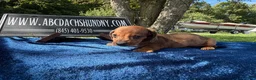 Miniature Dachshund dogs for sale: Russian red dapple smooth - Ad 5
