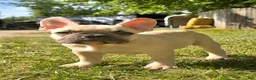 French Bulldog dogs for sale: French Bulldog 2 - Ad 3