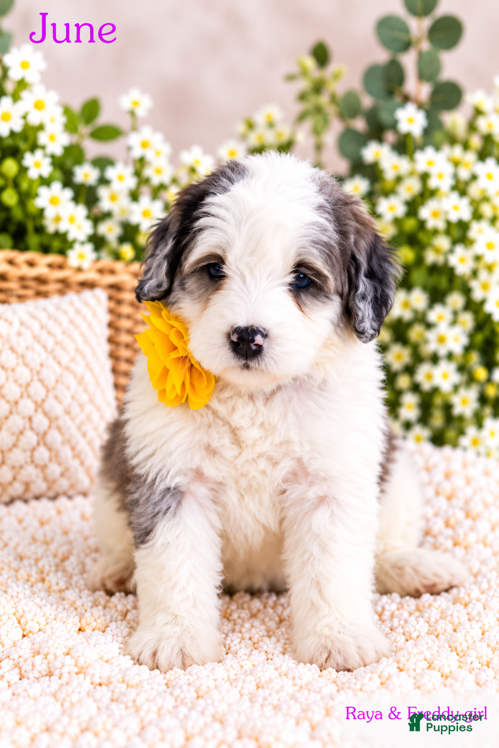Bernedoodle dogs June - Ad 1