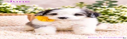 Bernedoodle dogs for sale: June - Ad 1