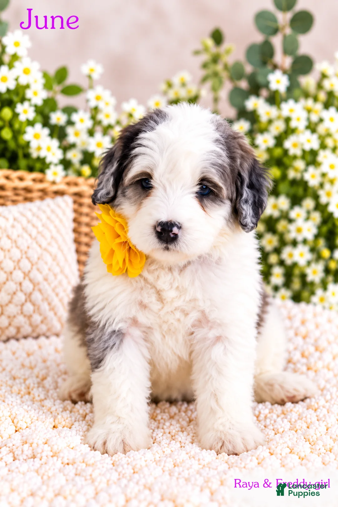 Bernedoodle dogs for sale: June - Ad 1