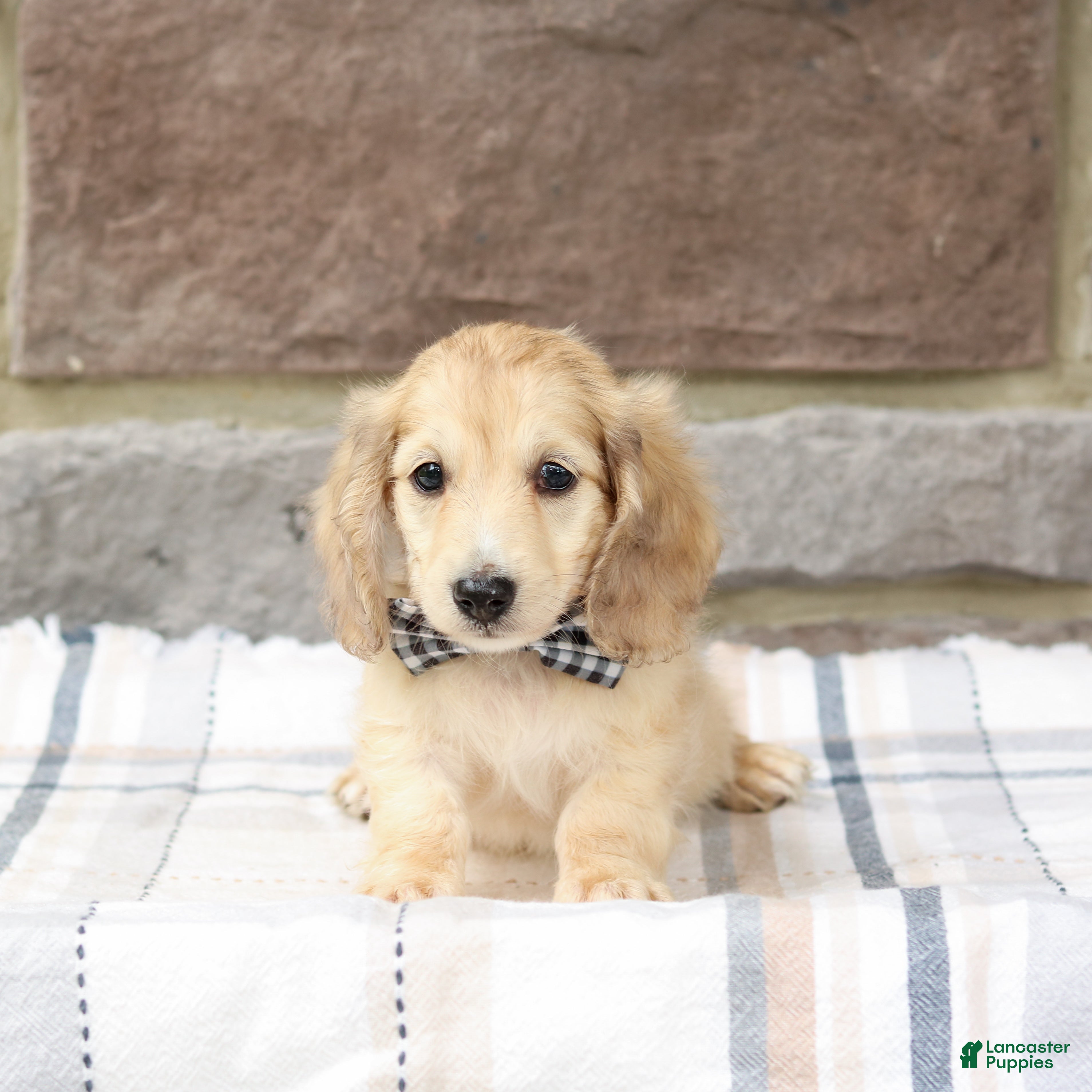Miniature Dachshund dogs Peanut - Ad 1