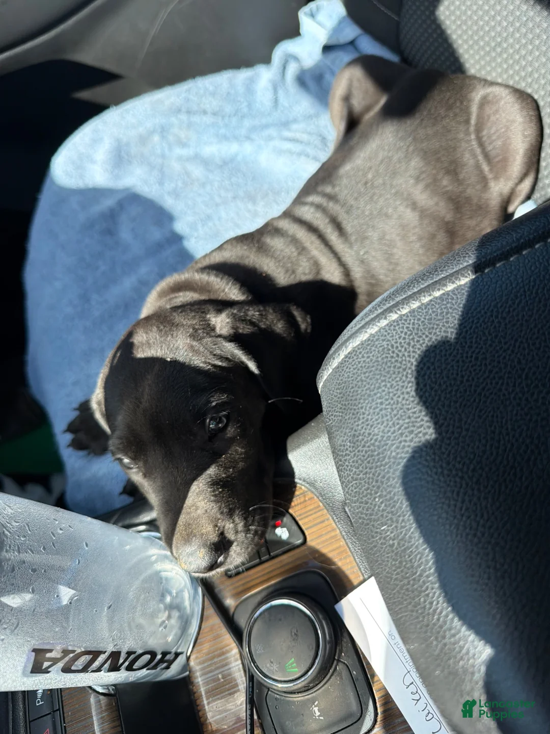 Great Dane dogs for sale: Great Dane 1 - Ad 4