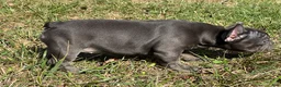 French Bulldog dogs for sale: Bloom  - Ad 5