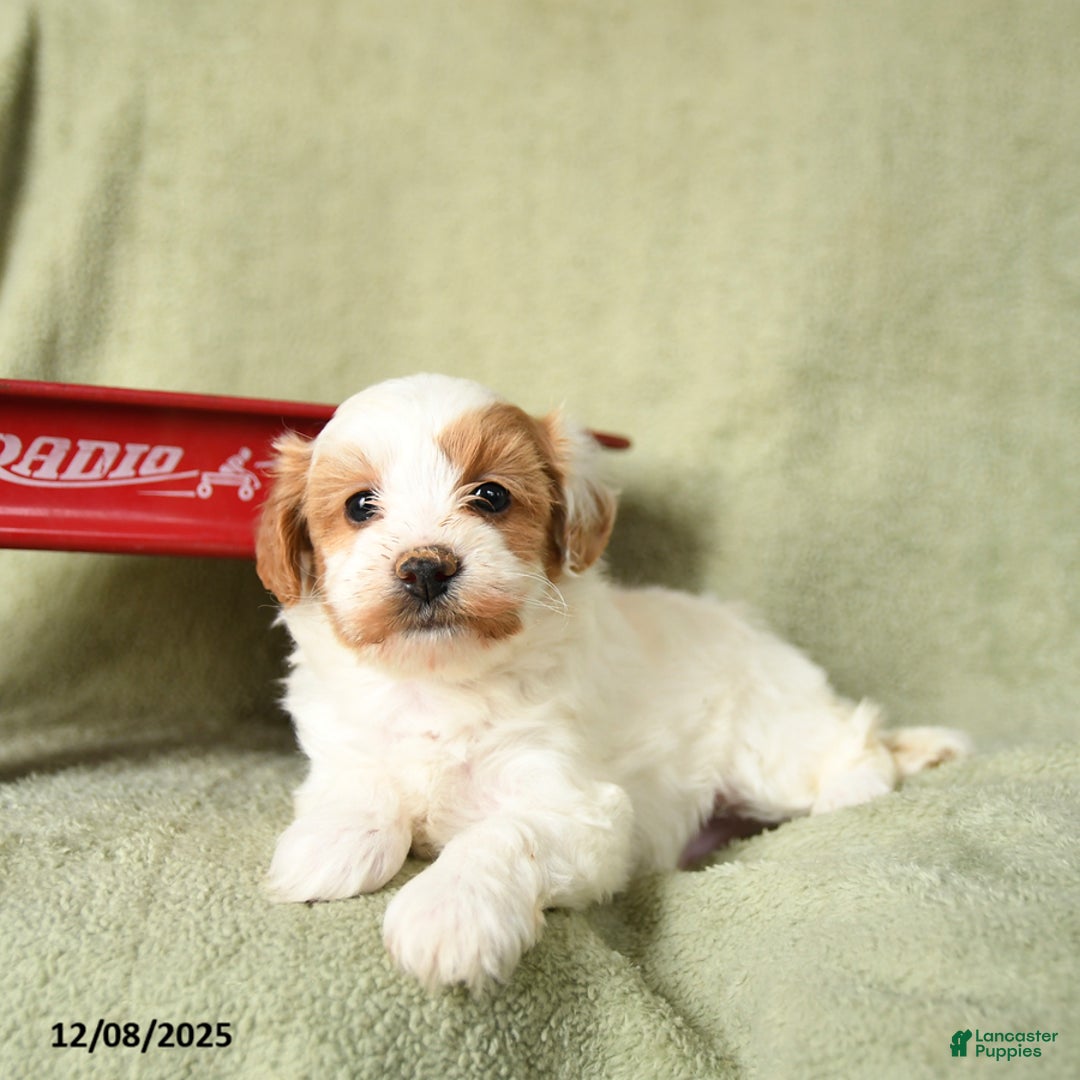 Havapoo dogs for sale: Leo - Ad 5