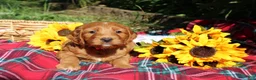 Mixed Breed dogs for sale: Posey - Irish Goldendoodle  - Ad 5