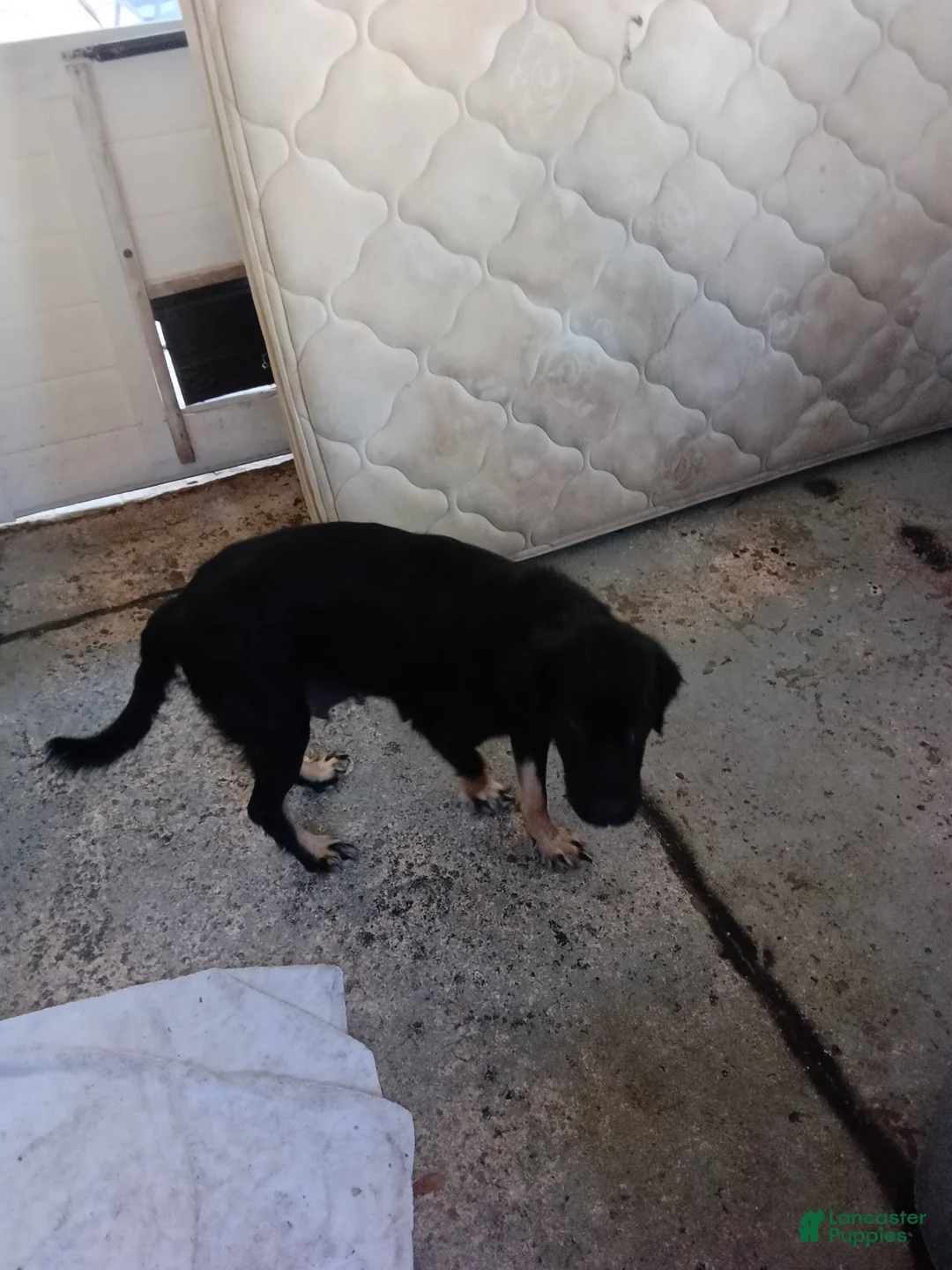 Mixed Breed dogs for sale:  Puppy 1 loyalshadow - Ad 2
