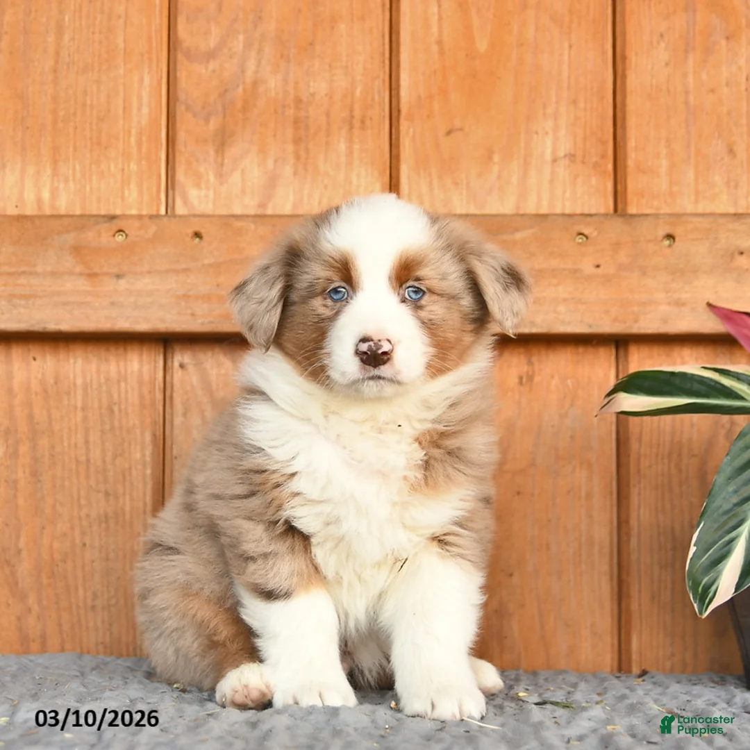 Australian Shepherd dogs for sale: Alex  - Ad 3