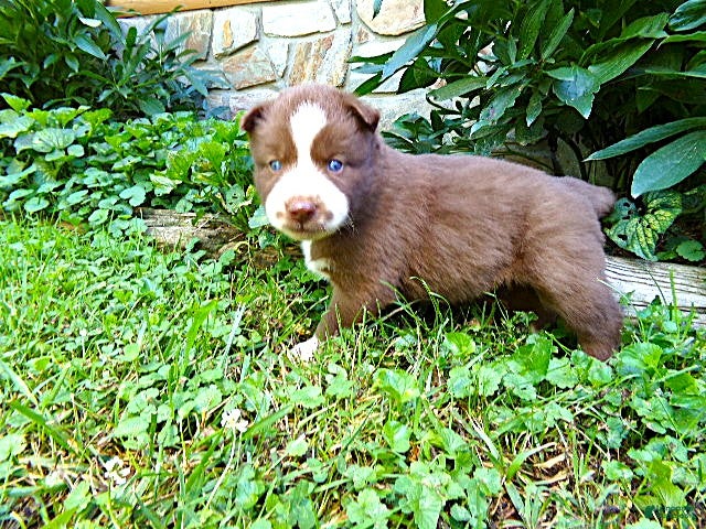 Siberian Husky dogs S3 - Ad 1