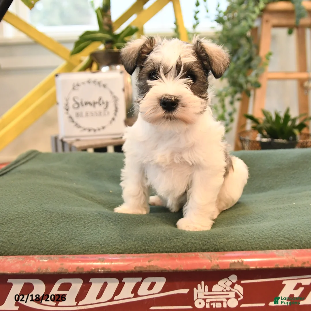 Miniature Schnauzer dogs for sale: Bonnie - Ad 1