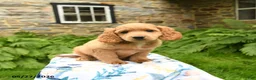Cockapoo dogs for sale: Dash - Ad 3