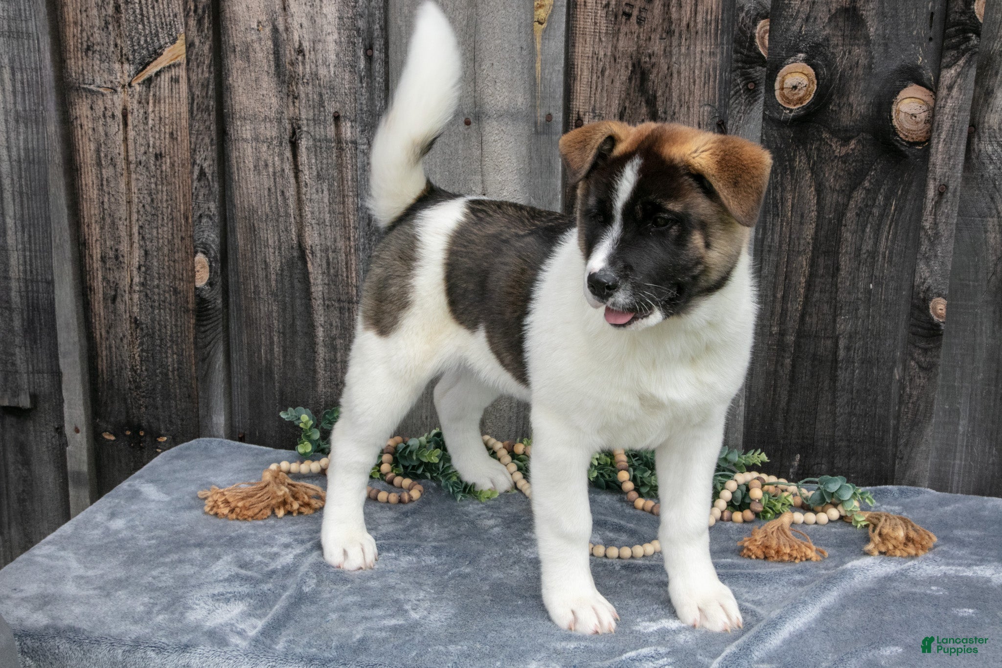 Akita dogs Savanah  - Ad 2