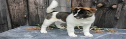 Akita dogs for sale: Savanah  - Ad 2