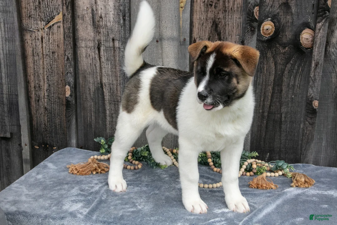 Akita dogs for sale: Savanah  - Ad 2