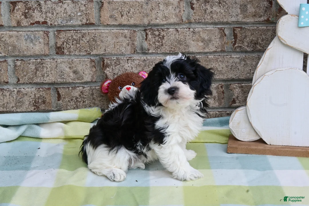 Havapoo dogs for sale: Havapoo Jake - Ad 2