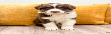Bella