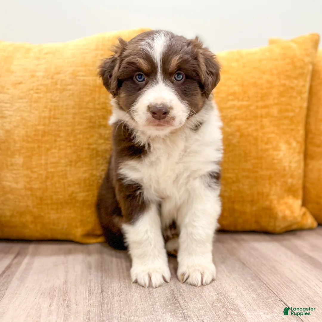 Australian Shepherd dogs for sale: Bella - Ad 1