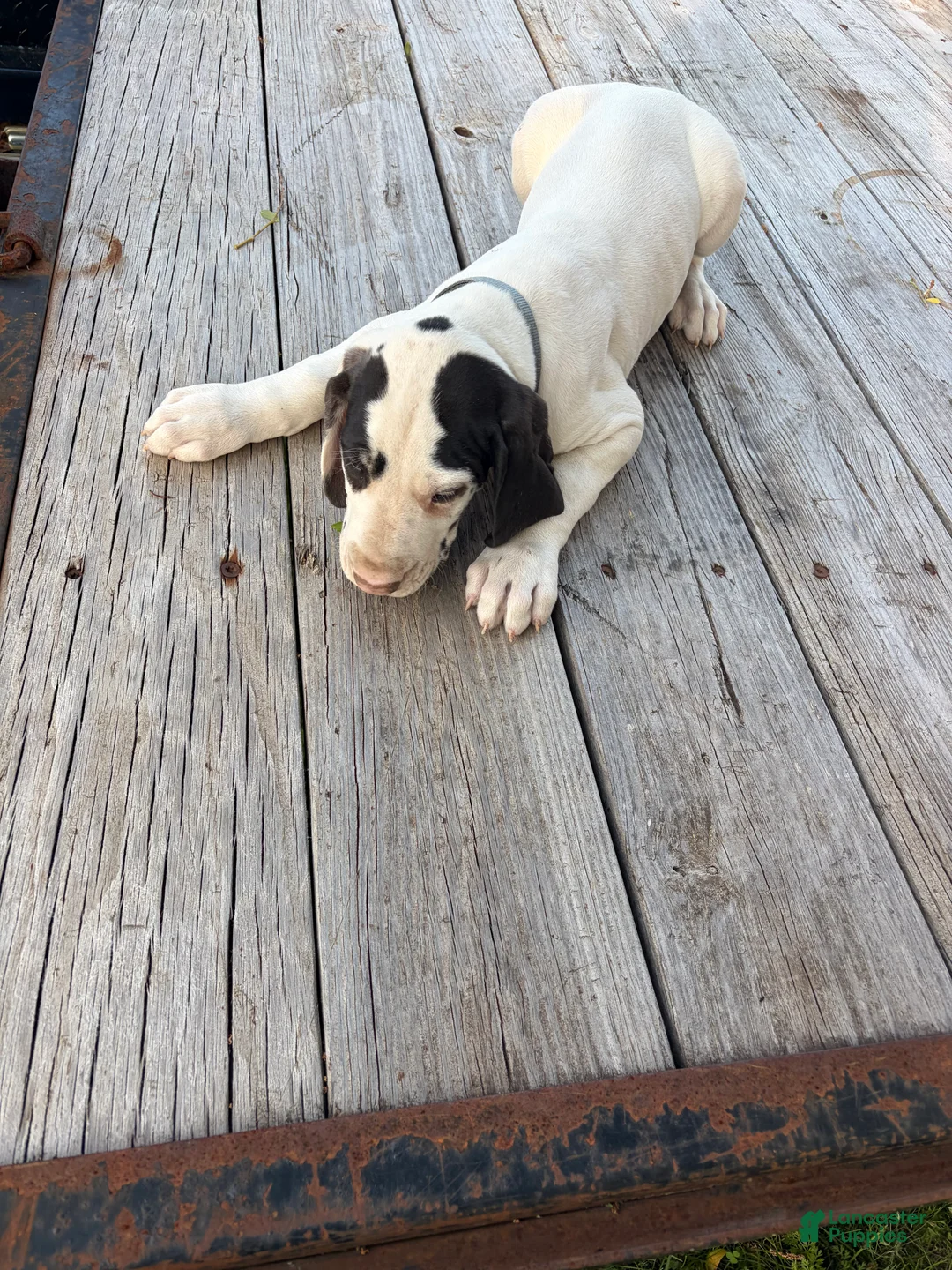 Great Dane dogs for sale: Great Dane 5 - Ad 1