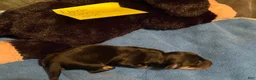 Miniature Dachshund dogs for sale: Florin - Ad 5