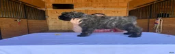 Bouvier Des Flandres dogs for sale: Bouvier Des Flandres Puppy 2 - Ad 2
