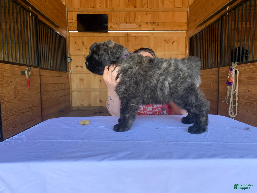 Bouvier Des Flandres dogs for sale: Bouvier Des Flandres Puppy 2 - Ad 2
