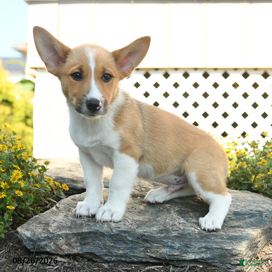 Welsh Corgi Pembroke dogs Oliver - Ad 2