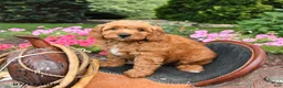 Mini Goldendoodle dogs for sale: Moose - Ad 4