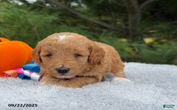 Mini Goldendoodle dogs for sale: Sandra - Image 18