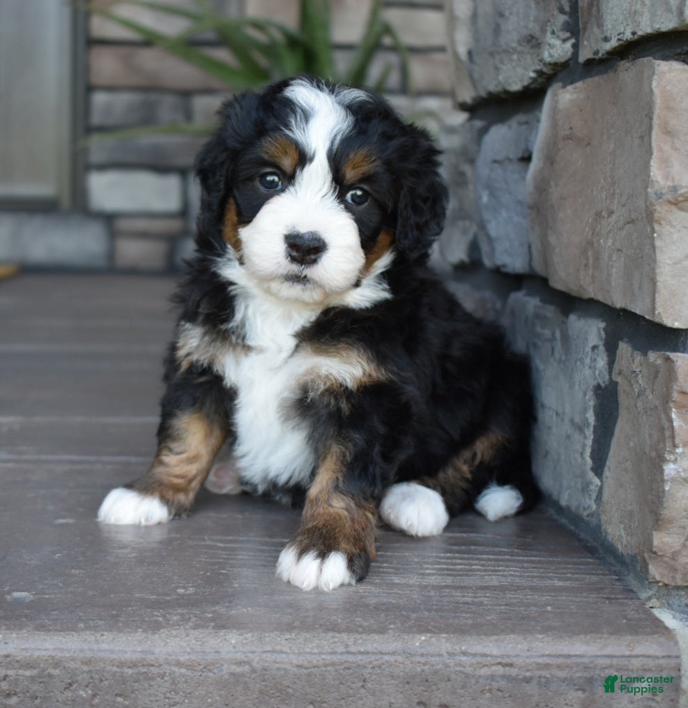 Mini Bernedoodle dogs Jodie - Ad 1