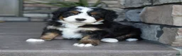 Mini Bernedoodle dogs for sale: Jodie - Ad 1