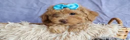 Miniature Poodle dogs for sale: ARCHIE - Ad 11