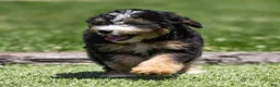 Bernedoodle dogs for sale: Crew Bernedoodle Puppy  - Ad 1
