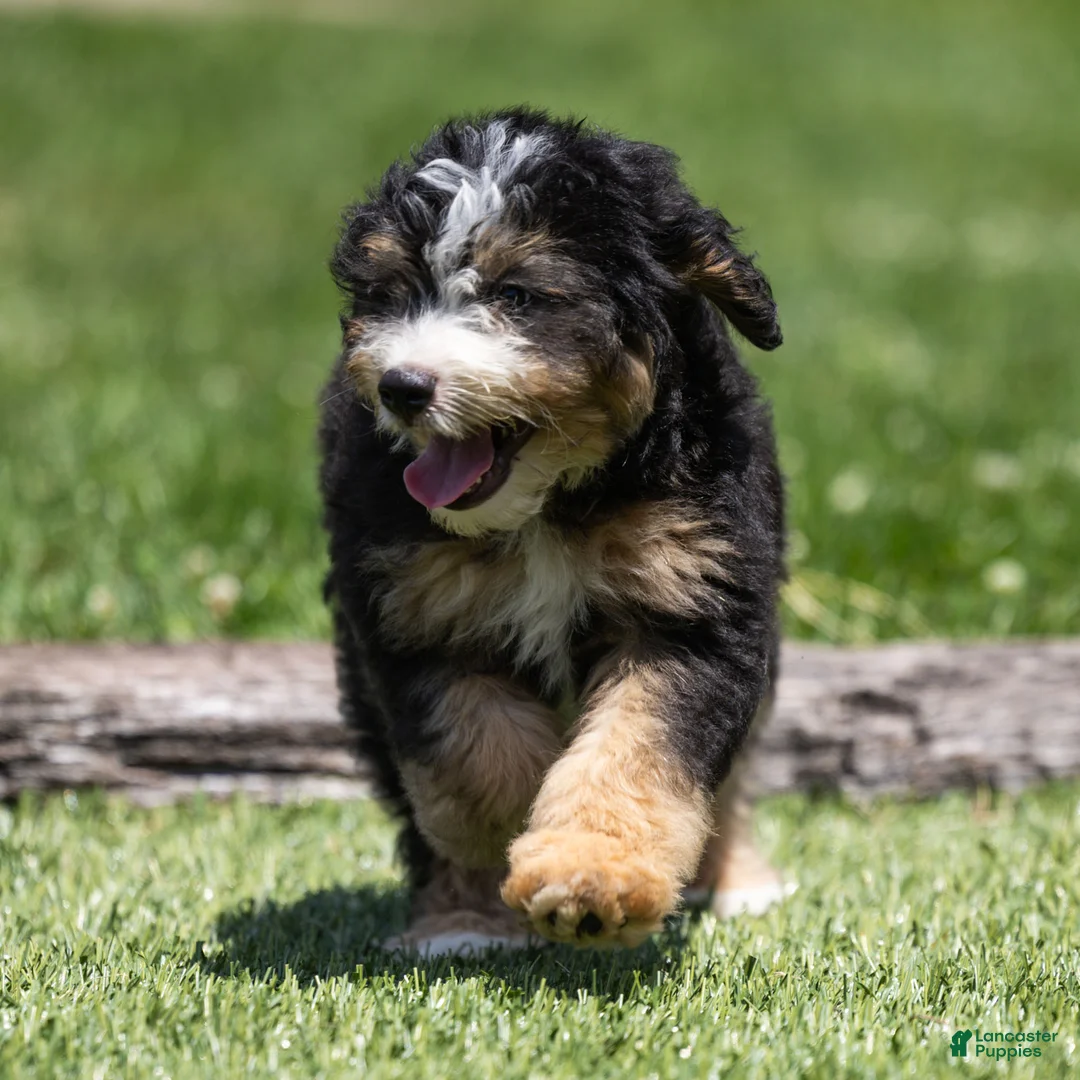 Bernedoodle dogs for sale: Crew Bernedoodle Puppy  - Ad 1