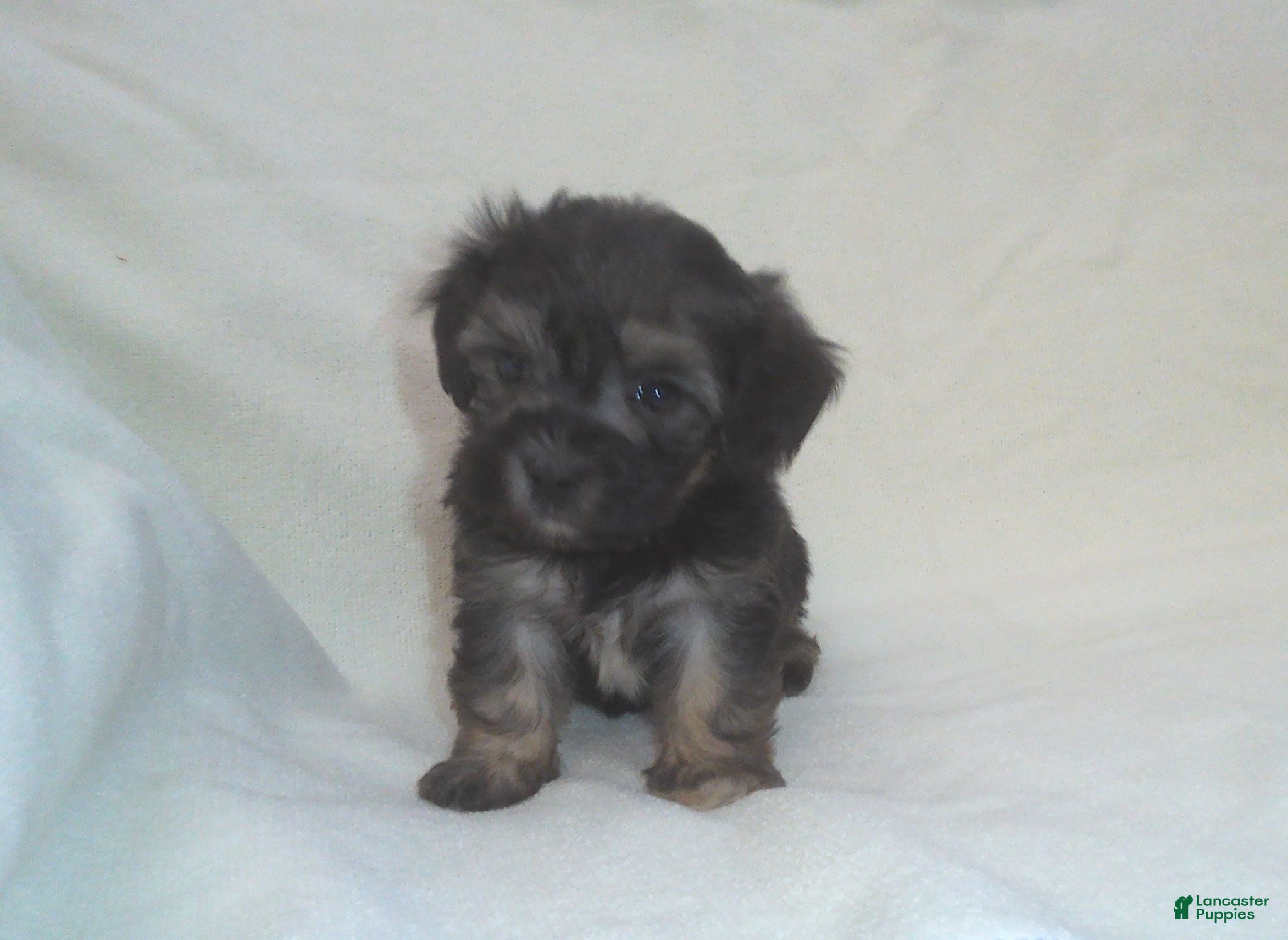 Maltipoo dogs Panda - Ad 2