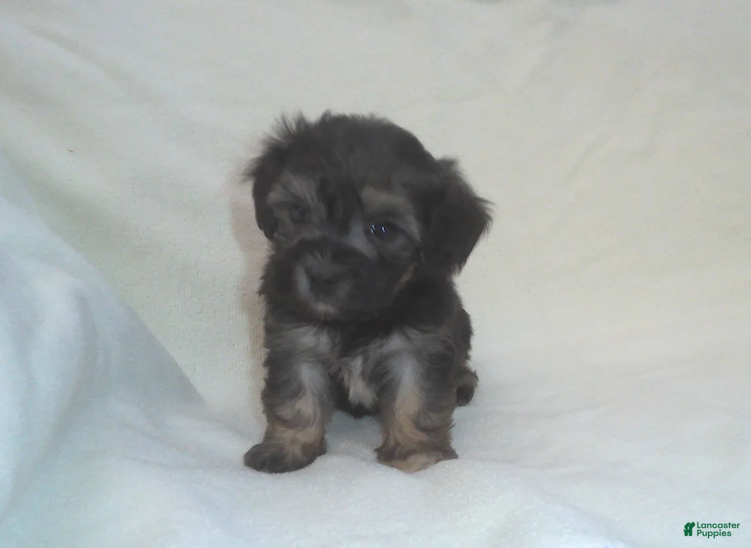 Maltipoo dogs for sale: Panda - Ad 1