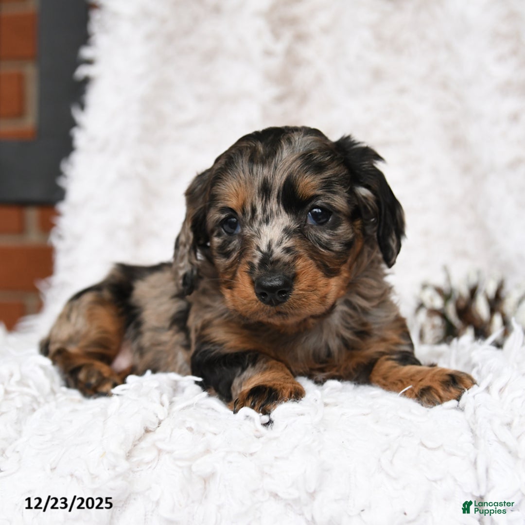 Miniature Dachshund dogs for sale: Constellation - Ad 3