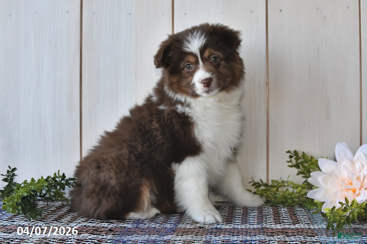 Miniature Australian Shepherd dogs Frances - Ad 1