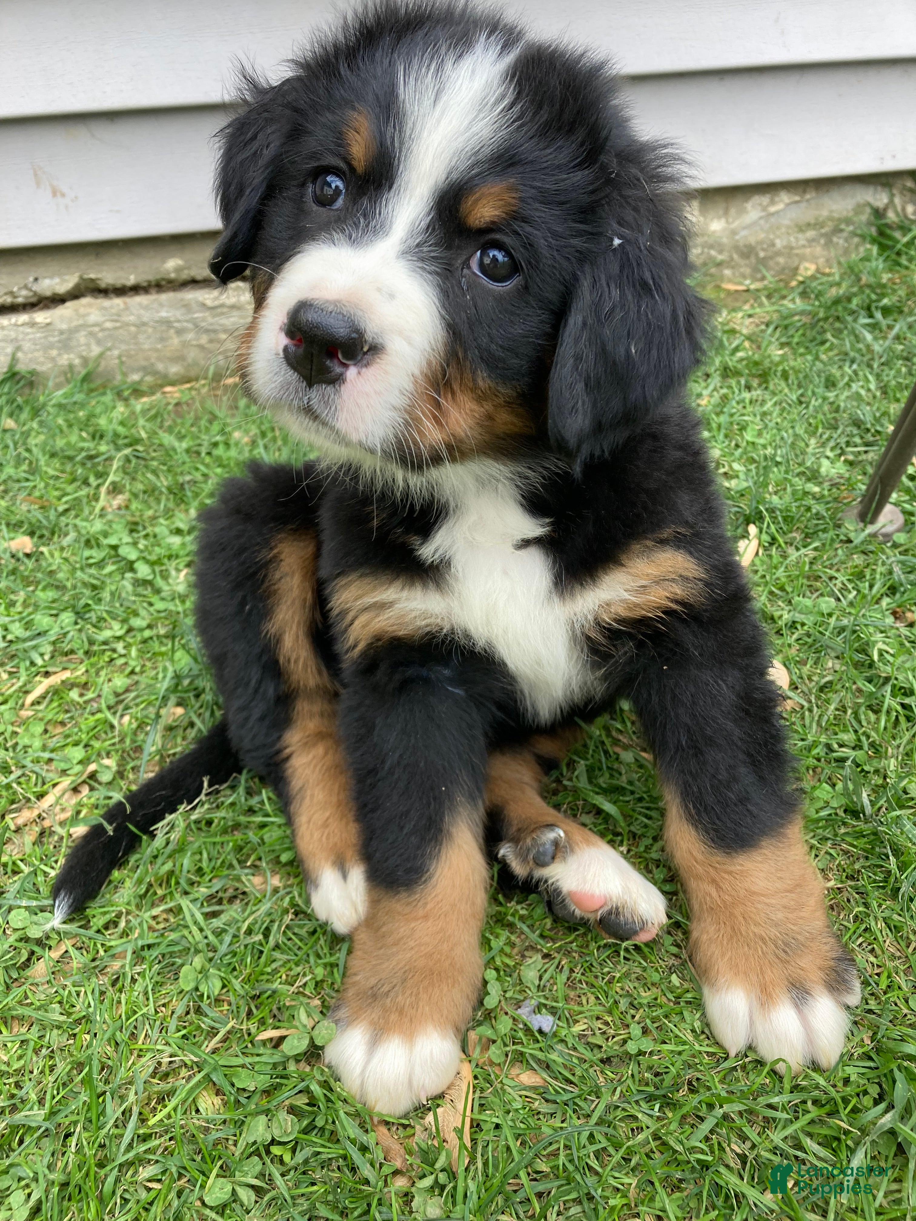 Bernese Mountain Dog dogs Aurora - Ad 2