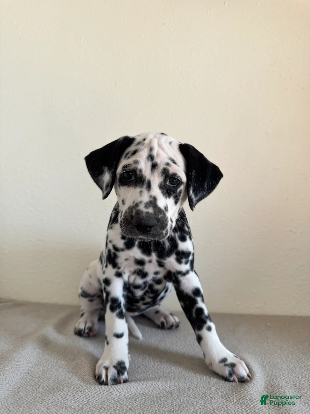 Dalmatian dogs for sale: Dalmatian Puppy 3 - Ad 2