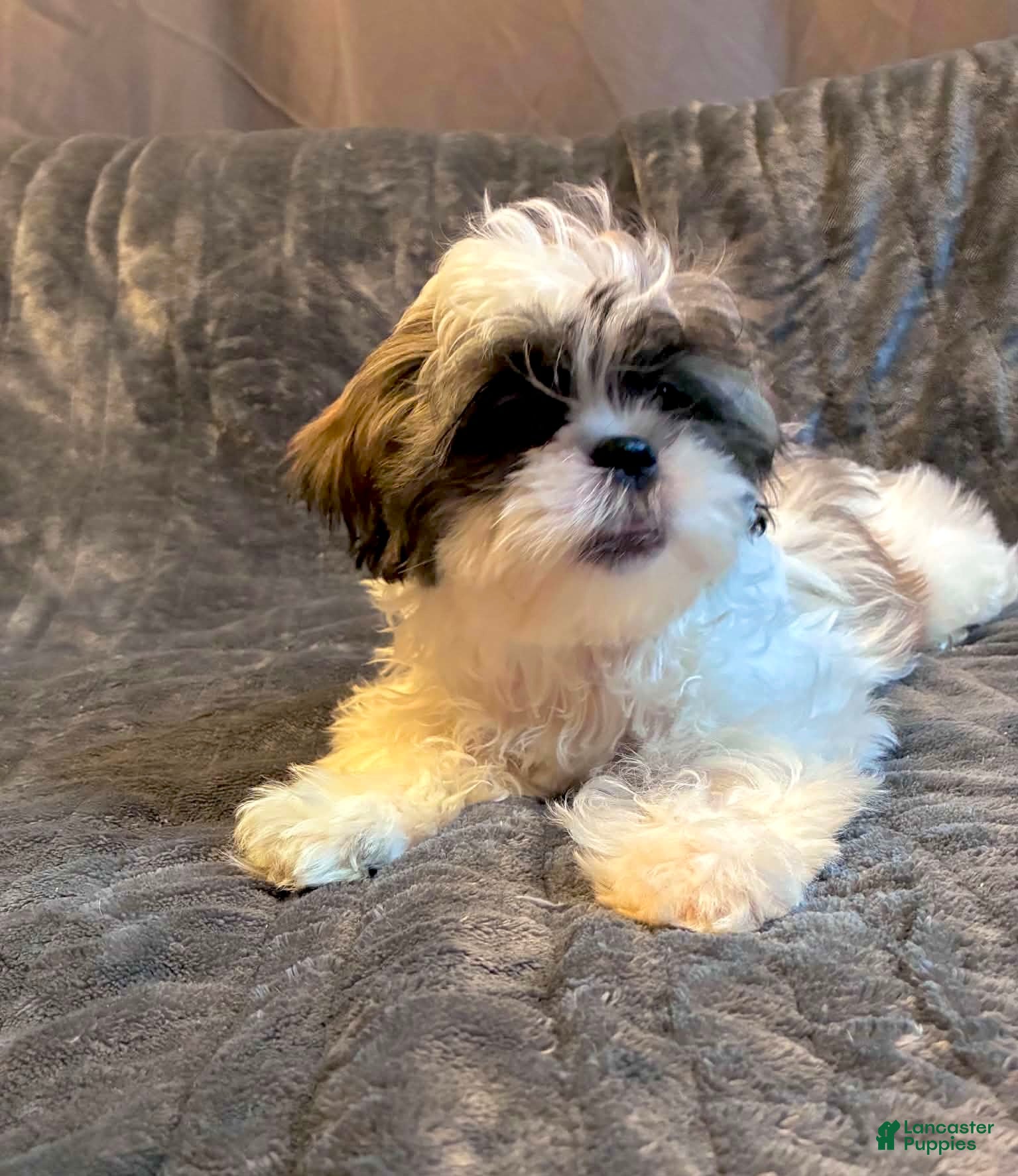 Shih Tzu dogs Cinnamon  - Ad 1