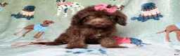 Cavapoo dogs for sale: Cocoa - Ad 7