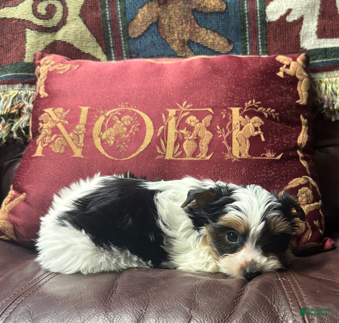 Yorkshire Terrier dogs for sale: Yorkshire Terrier Puppy 2 - Ad 4