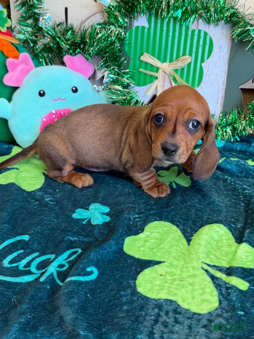 Miniature Dachshund dogs for sale: Carol - Ad 3