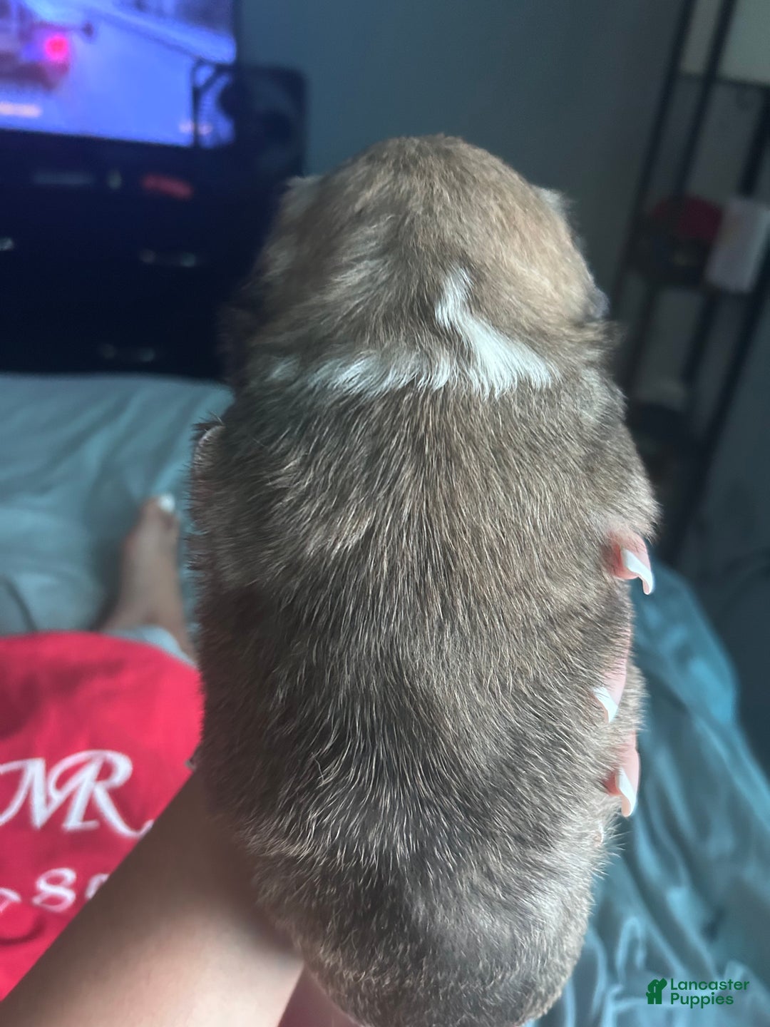 French Bulldog dogs for sale: French Bulldog Puppy  - Ad 3