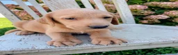 Mixed Breed dogs for sale: Niko - Ad 1